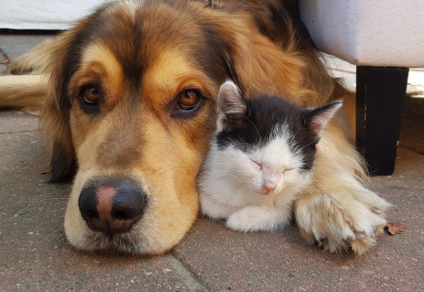 Liefde tussen diersoorten
