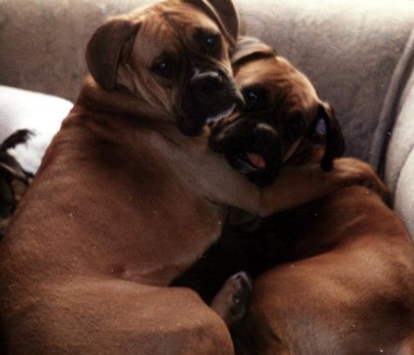 Boxerliefde