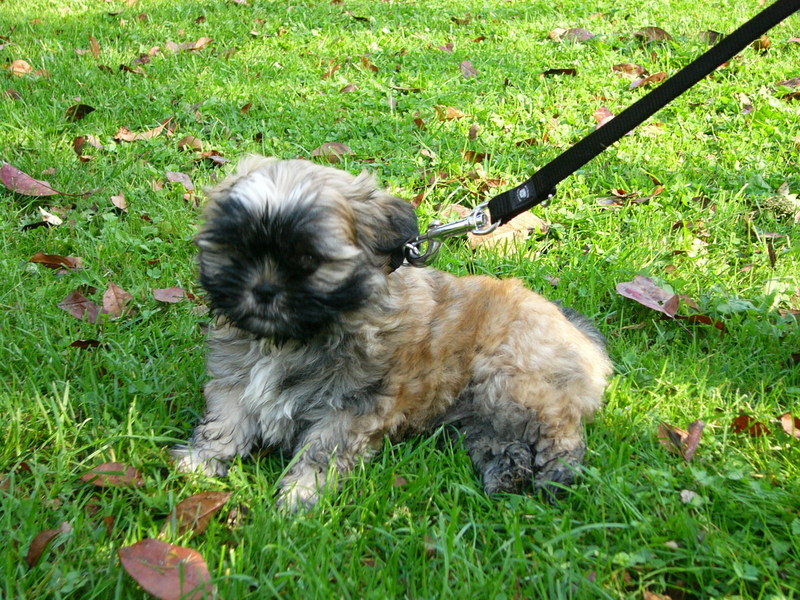 Cash tussen de bladeren