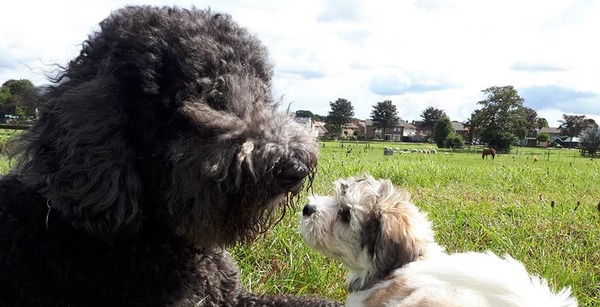 vol bewondering voor groter 'broer'