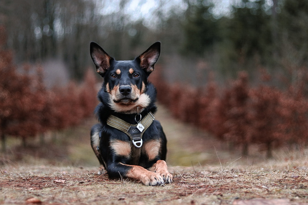 Hij doet zo zijn best