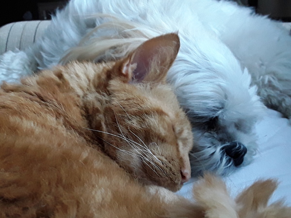 Liefde is...leven als kat en hond.