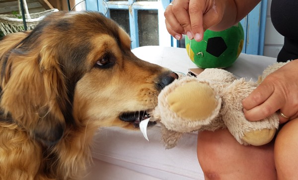 Wat doe je met mijn knuffel?