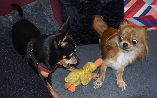 Lotus probeert het eendje bij Balou weg te pikken.