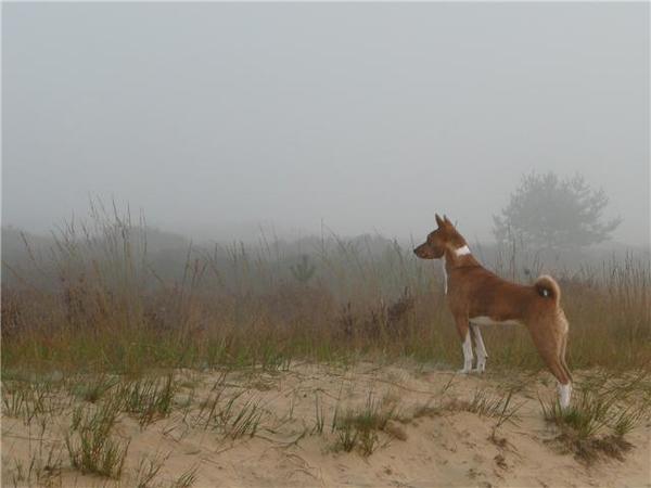 Duinen