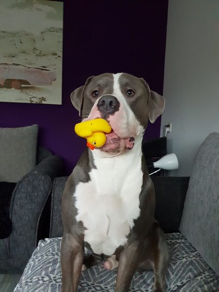 rubber duckjes zijn ook nooit veilig