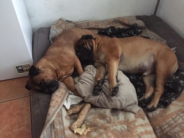 Bulls Off Tysons Home