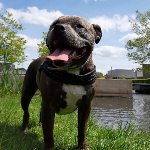 Mijn lieve schat Bink.