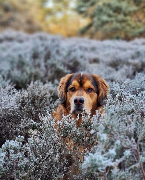 Heide is ook in de winter prachtig