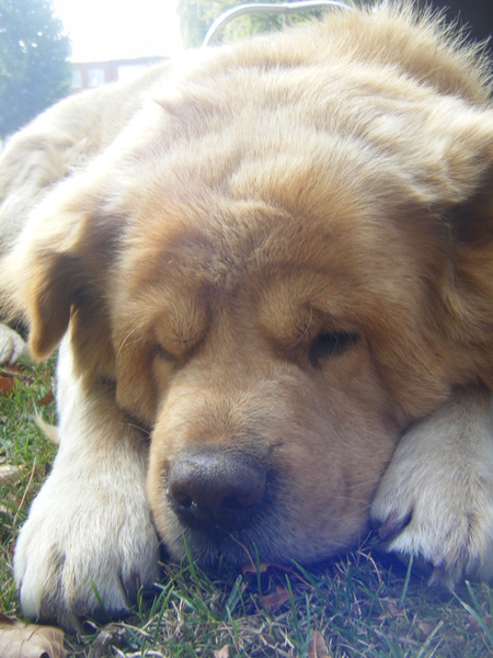 in het beblaaderde gras 