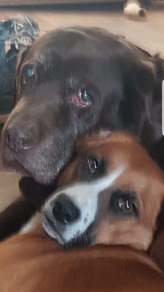 Oostenrijkse Pinscher kennel Van de Oale Groond 