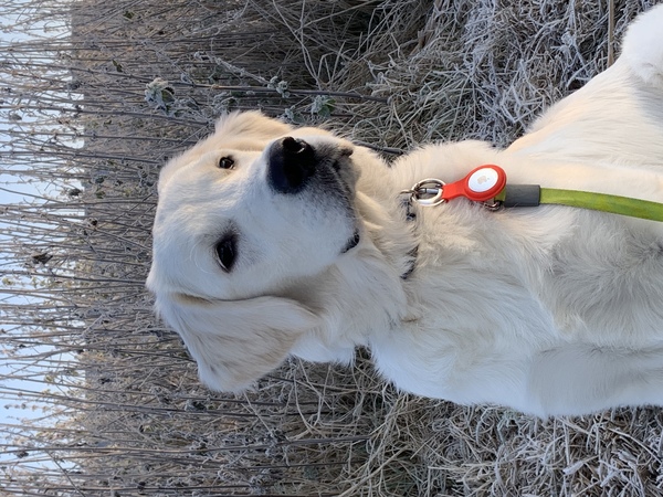 Een foto in de vorst 