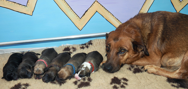 v. Romar's Zeven Sprong