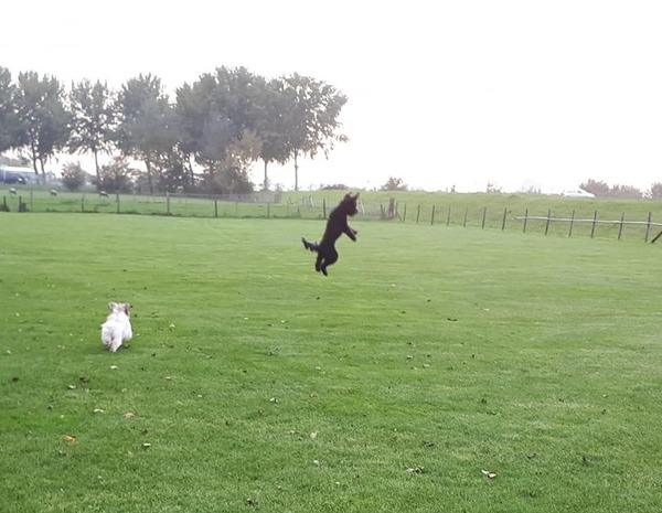 Het is toch echt een zwarte hond, daar in de lucht!