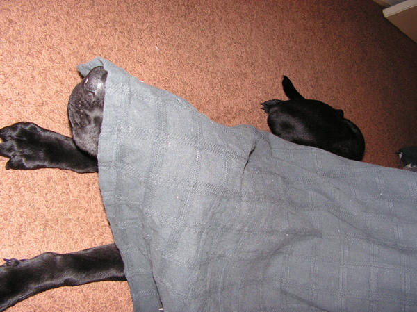 Zie je, eigenlijk ben ik verstopt! 