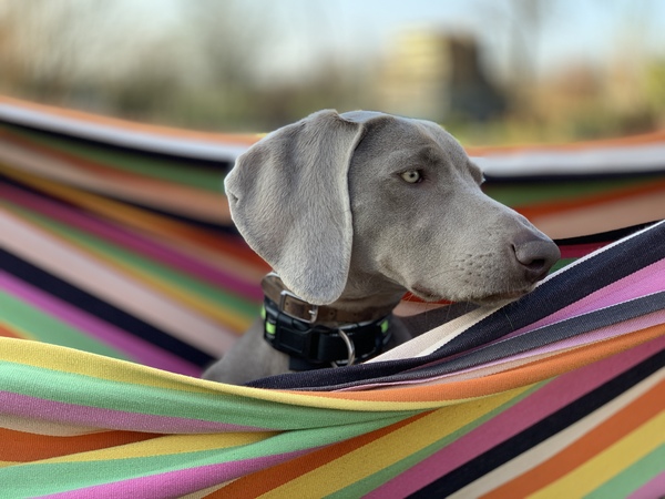 Weimaraner