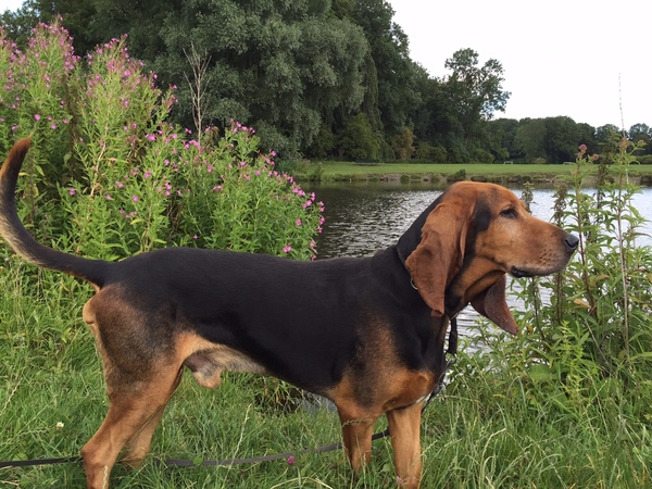 Chien Courant du Jura
