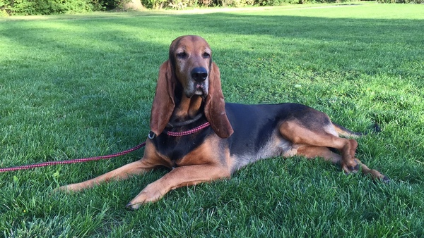 Chien Courant du Jura