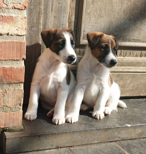 Fox Terriërs of Flanders Hills