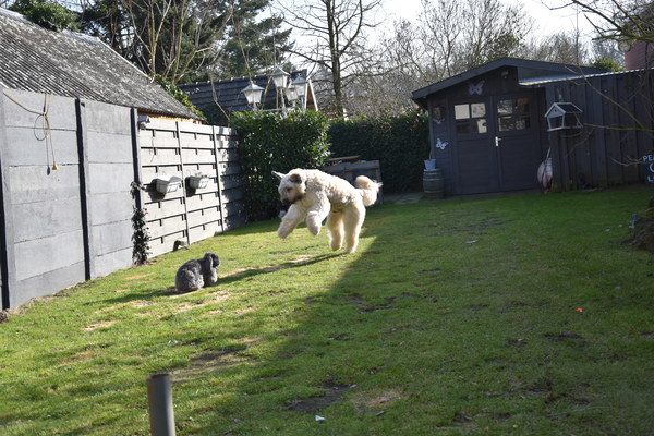 iieeeuw een konijn...