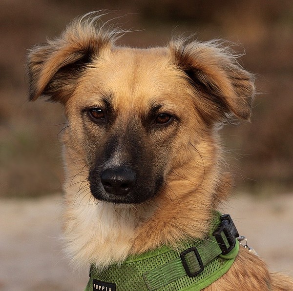 El Perro de Pastor Garafiano
