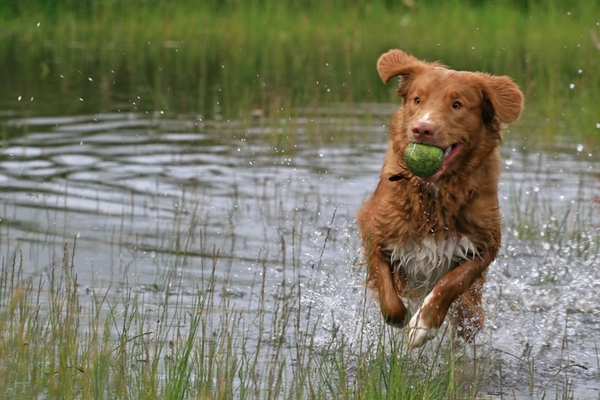Nova Scotia Duck Tolling Retriever