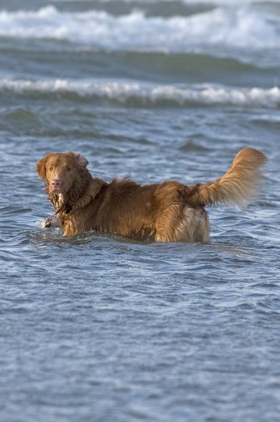 Yori wilde naar Engeland zwemmen