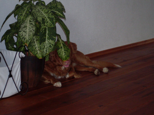 Yori achter plant