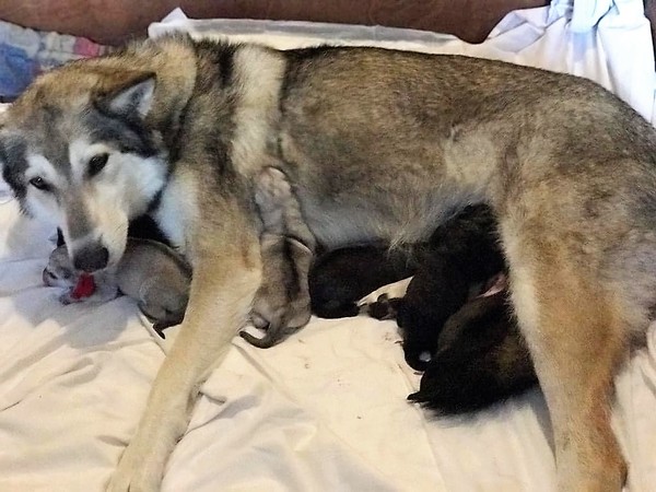 Outcross project AVLS