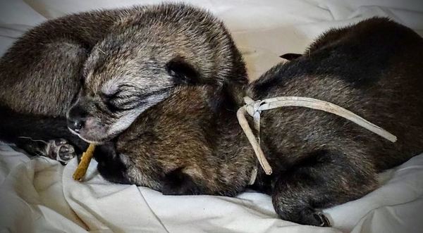 Outcross project AVLS