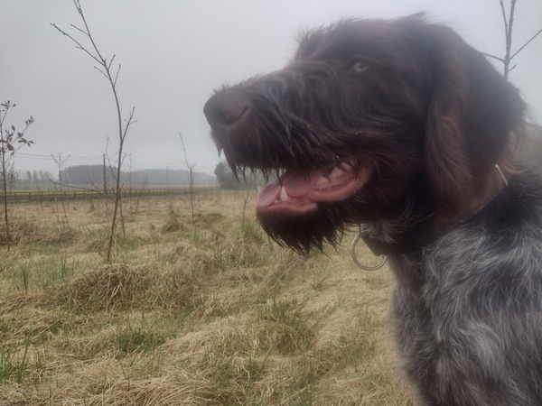 Duitse Staande Hond, Draadhaar