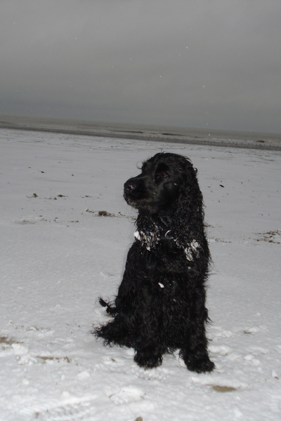 Rasta op 't strand in de winter