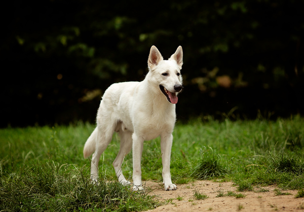 Dreamworks en vom Traum