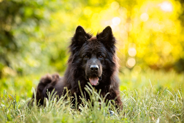 Dreamworks en vom Traum