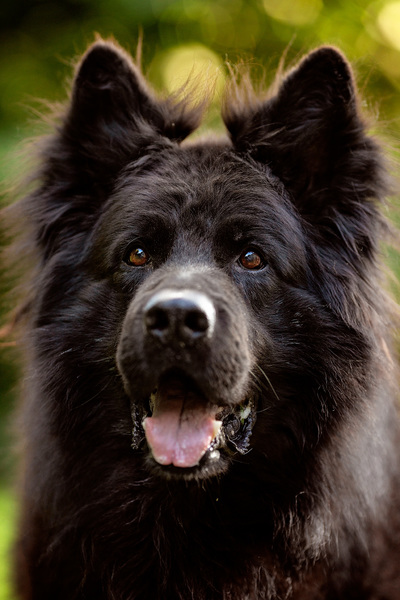 Dreamworks en vom Traum