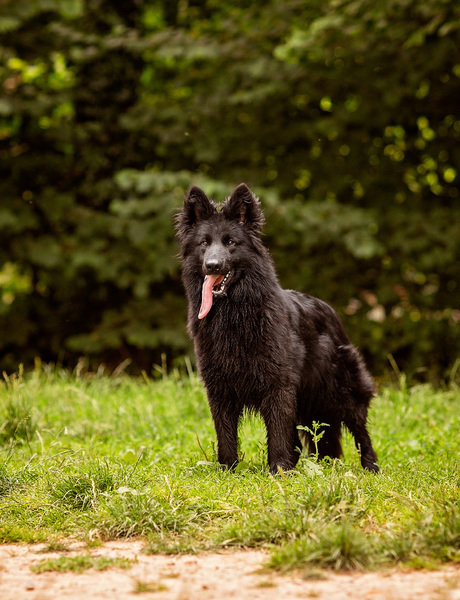 Dreamworks en vom Traum