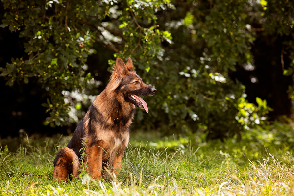 Dreamworks en vom Traum