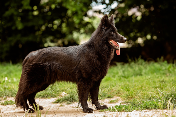 Dreamworks en vom Traum