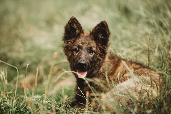 Dreamworks en vom Traum