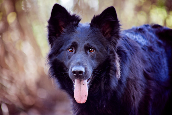 Dreamworks en vom Traum