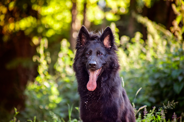 Dreamworks en vom Traum