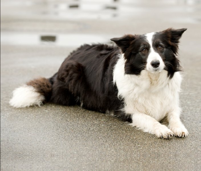 Border Collie