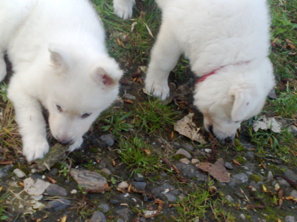 samen stokken zoeken...