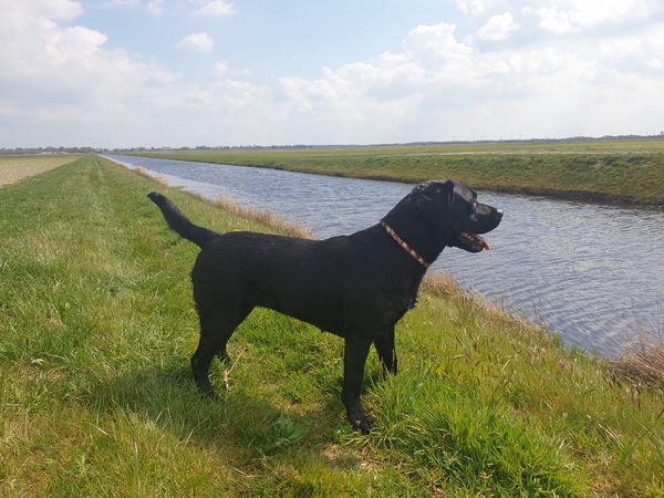 Jaydarose Labrador