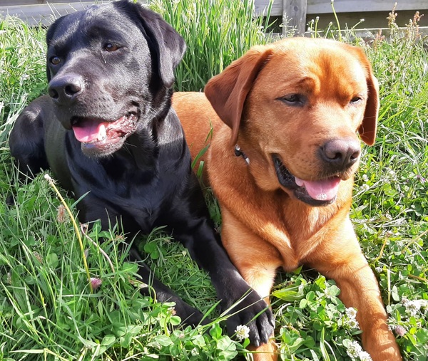 Jaydarose Labrador