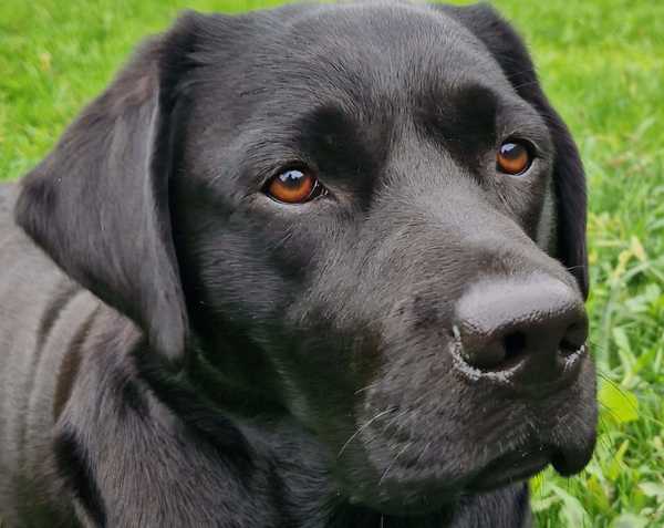Jaydarose Labrador