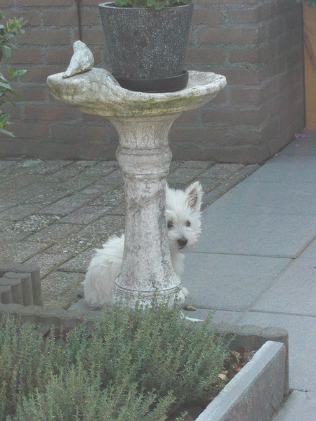 dolce 11 weken bij ons in de tuin