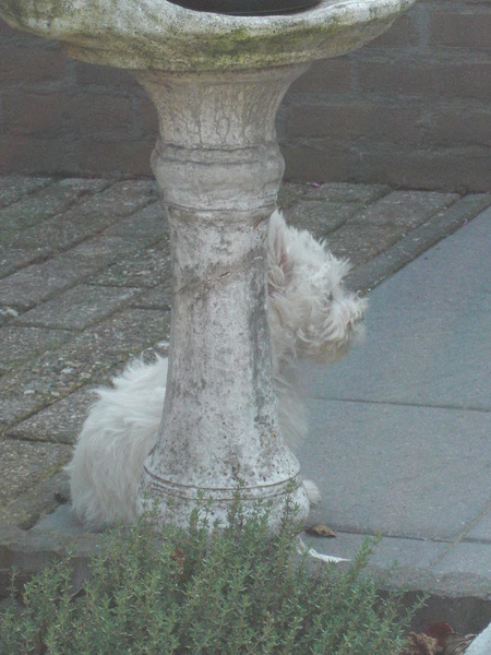 dolce 11 weken bij ons in de tuin