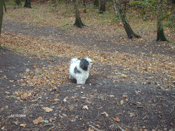Turbo hoort de bladeren ritselen