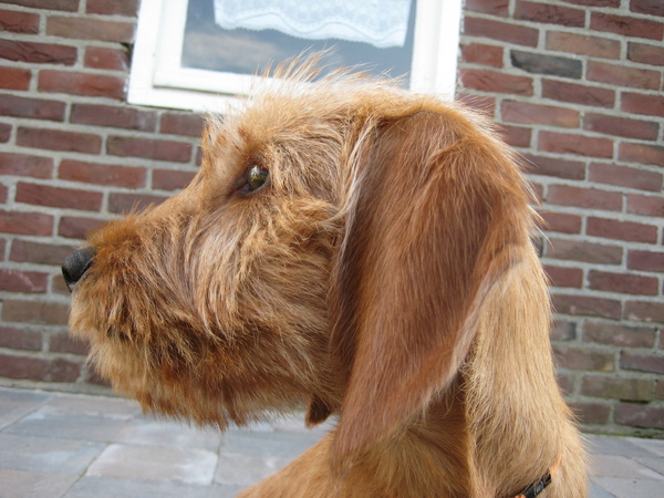Basset Fauve de Bretagne